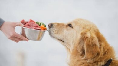 Revolutionizes Your Dog's Diet