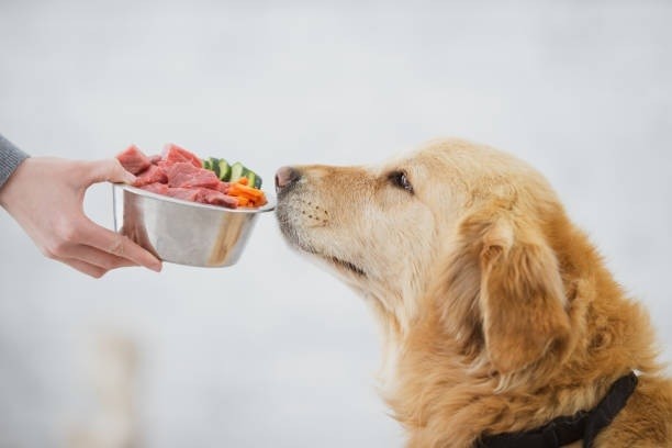 Revolutionizes Your Dog's Diet